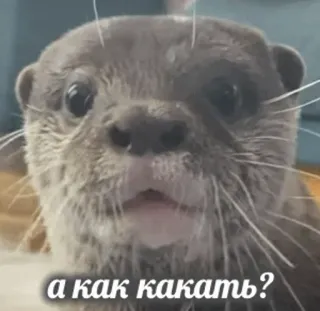 🚽 f8a730a9 а как какать? 수달, 동물, 밈, 러시아, 귀여운, 웃긴, 질문 telegram sticker