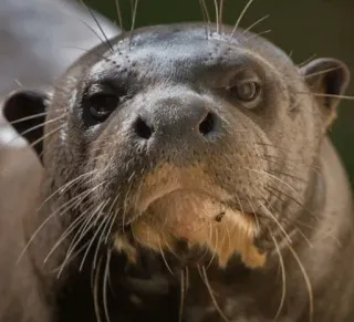 😞 f9712551 수달, 동물, 포유류, 야생 동물, 강 수달 telegram sticker