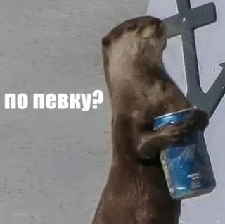 🍺 fbf8fa21 ПО ПЕВКУ? 수달, 동물, 맥주, 음료, 웃긴 telegram sticker