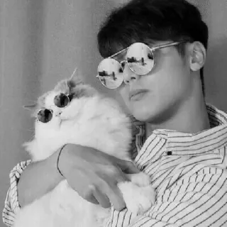 ☁️ 103e93c7 Katze, Sonnenbrille, Person, Haustier, Mode, Stil whatsapp sticker