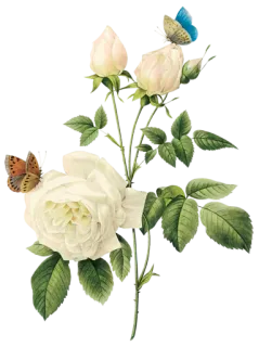 🦢 123a70cf 玫瑰, 花, 蝴蝶, 植物, 自然, 花卉 telegram sticker