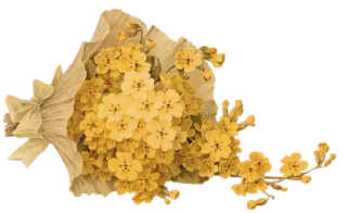 🌼 4a96f185 黄色花朵, 花卉, 花束, 报春花, 花 telegram sticker