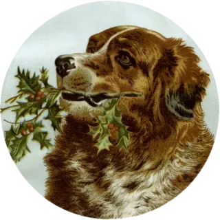 🦮 554dbf97 狗, 冬青, 圣诞节, 复古, 动物, 节日 telegram sticker