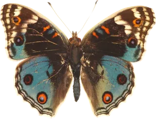 🦋 55c3f095 蝴蝶, 昆虫, 自然, 翅膀, 蓝色, 橙色 telegram sticker