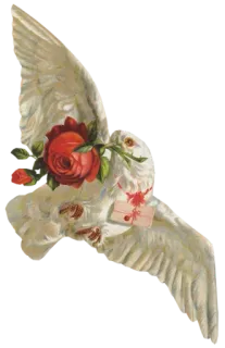 🕊 71b8185f 鸽子, 和平, 爱, 信, 玫瑰, 鸟, 白色, 花卉 telegram sticker