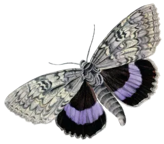 🦋 87e68b53 蝴蝶, 昆虫, 自然, 翅膀, 紫色, 灰色, 图案, 艺术 telegram sticker