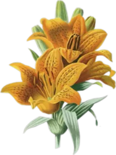 🌺 4faf7f6a ดอกไม้, ลิลลี่, สีส้ม, ลายดอก, พฤกษศาสตร์, ธรรมชาติ telegram sticker