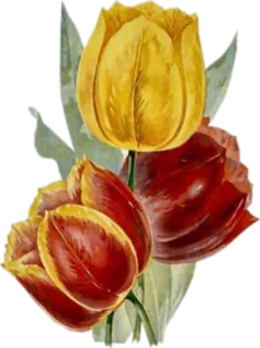 🌺 be4d9a5d ดอกไม้, ทิวลิป, ลายดอก, ช่อดอกไม้, ฤดูใบไม้ผลิ telegram sticker