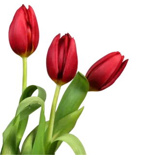 🌹 8af72efa flowers, tulips, red, nature, floral telegram sticker