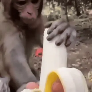 🌟 6a1664a3 singe, banane, animal, singe, fruit, mignon telegram sticker