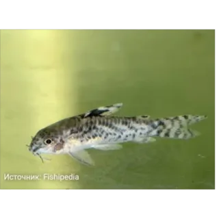 🫥 a9f8bb16 Источник: Fishipedia Fisch, Wassertier, Wels, Tier, Süßwasserfisch, Aquarium telegram sticker