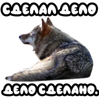 ☑️ 5baa062d СДЕЛАЛ ДЕЛО ДЕЛО СДЕЛАНО. serigala, hewan, rusia, kutipan, frase whatsapp sticker