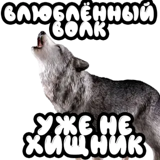 Волки @stickernayaa whatsapp stickers
