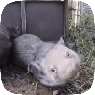 🤪 100c0198 wombat, animal, australie, marsupial, mignon whatsapp sticker