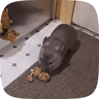 😡 1624c71f wombat, animal, mignon, marsupial, peluche whatsapp sticker