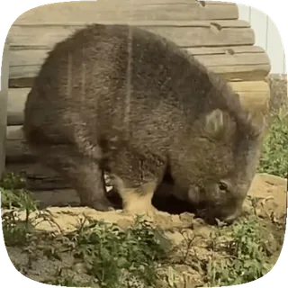 ☺ 471a4bb0 wombat, animal, marsupial, nature whatsapp sticker