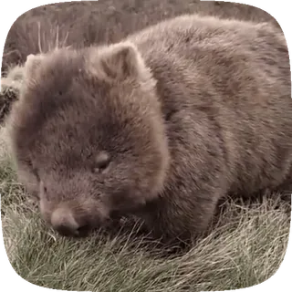 🌱 ec6c7776 wombat, animal, mammifère, marsupial, mignon whatsapp sticker