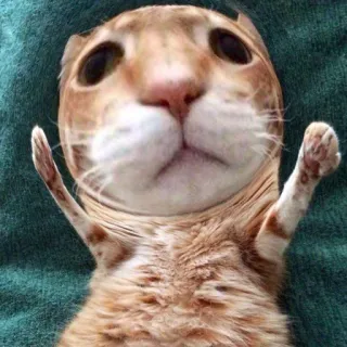 🥺 954625db кот, милый, смешной, животное, питомец, кошачий telegram sticker