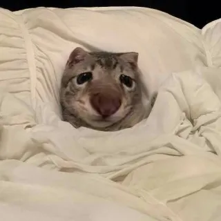 😪 9db30650 кот, животное, кровать, смешной, милый telegram sticker