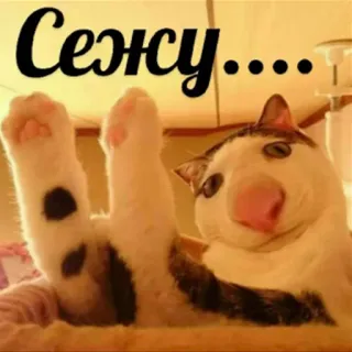 🛋 1940e7df Сежсу.... mèo, hài hước, dễ thương, động vật, mèo nhà telegram sticker