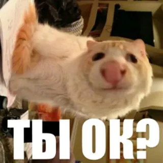 👌 32d53a0d ТЫ ОК? mèo, động vật, meme, hài hước, Nga, câu hỏi telegram sticker