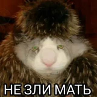 💂‍♂️ a2bfec1e НЕ ЗЛИ МАТЬ mèo, động vật, hài hước, meme, nga, mùa đông telegram sticker