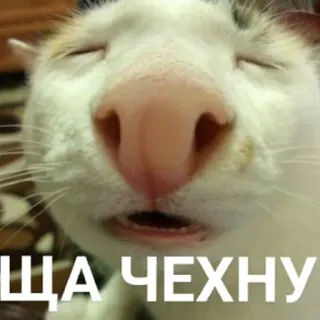 🥴 af5d0a2e ЩА ЧЕХНУ mèo, meme, nga, hài hước, động vật telegram sticker