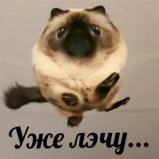 🏃‍♂️ b9a831b0 Уже лэчу... mèo, bay, meme, hài hước telegram sticker
