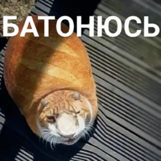 🥖 baec4f20 БАТОНЮСЬ mèo, bánh mì, hài hước, động vật, vui nhộn, meme telegram sticker