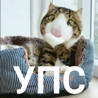 🤐 d96a1e77 Упс mèo, hài hước, dễ thương, meme, Nga telegram sticker