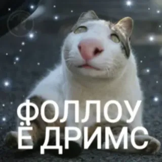 🌌 dac03d7c ФОЛЛОУ Ё ДРИМС mèo, meme, nga, theo đuổi ước mơ, thú cưng, động vật telegram sticker