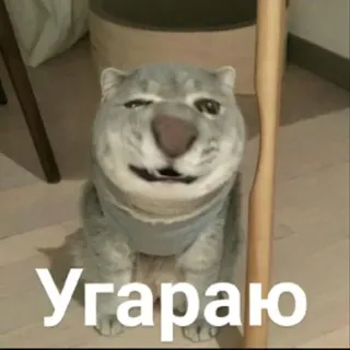 😂 dbb95a79 Угараю mèo, nhãn dán, hài hước, động vật, Nga telegram sticker