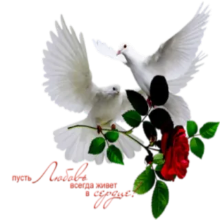🕊 e9d3db02 для Любимой и дорогой palomas, rosas, amor, romántico, amistad, paz, pájaros telegram sticker