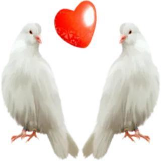❤️ 595a9cac 鸽子, 鸟, 白鸽, 爱, 心, 和平, 符号, 婚礼 telegram sticker