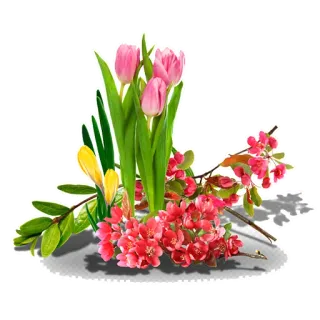 🌷 48b956d9 bunga, tulip, musim semi, floral, mekar, berbunga telegram sticker