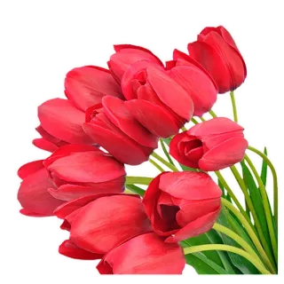 💐 ce36b0e7 bunga, tulip, merah, buket, floral, musim semi telegram sticker