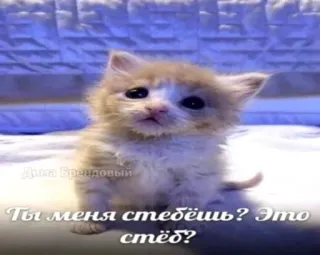 🌟 0891ba42 Ты меня стедёшъ? Это стед? anak kucing, kucing, imut, hewan, meme telegram sticker
