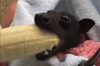 🍌 0b6da666 kelelawar, binatang, imut, buah, bayi, menggemaskan telegram sticker