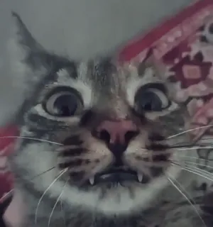 😐 29b96551 kucing, lucu, meme, hewan, peliharaan, takut telegram sticker