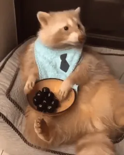 🌟 3592c67b rakun, binatang, lucu, kocak, celemek, beri, terdomestikasi telegram sticker