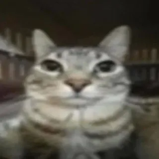 😐 3aba1050 kucing, hewan peliharaan, binatang, mamalia telegram sticker