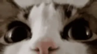 😦 8f5aa7de kucing, imut, hewan, peliharaan, lucu, meme telegram sticker