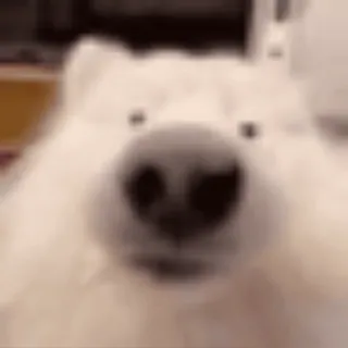 🌟 9b335fc5 anjing, samoyed, lucu, hewan, peliharaan, berbulu telegram sticker