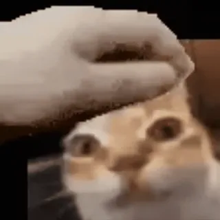 🌟 a9825933 kucing, hewan peliharaan, binatang, tangan, kucing domestik telegram sticker