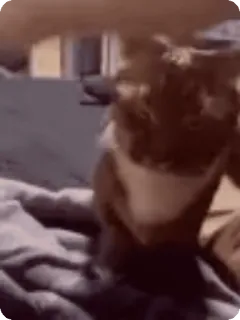 ☺️ b2d8e451 anjing, hewan, peliharaan, binatang peliharaan telegram sticker