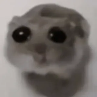 🌟 cb6236c4 hamster, binatang, hewan pengerat, imut, hewan peliharaan, mata telegram sticker