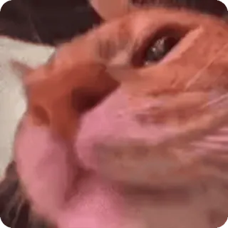 🤙 d093ae70 kucing, hewan peliharaan, hewan, lucu, domestik, felin telegram sticker