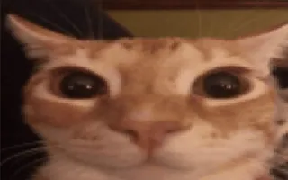 🙃 db7b4b40 kucing, binatang, hewan peliharaan, kucing domestik telegram sticker