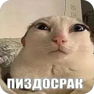 🎳 dbb1d6fb ПИЗДОСРАК kucing, meme, lucu, menyinggung, hewan telegram sticker