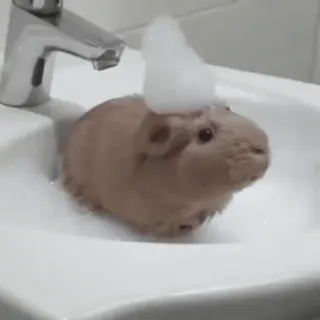 🌟 ea4b3c4e marmut, hewan peliharaan, hewan, mandi, wastafel, gelembung, imut telegram sticker